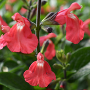 Salvia Red Salmon